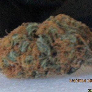 o.g kush grow pics