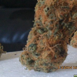 o.g kush grow pics