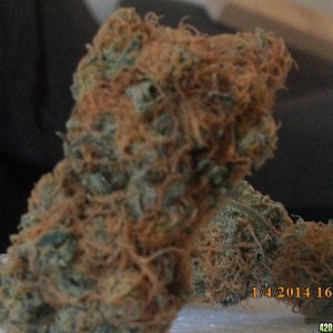 o.g kush grow pics