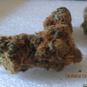 o.g kush grow pics