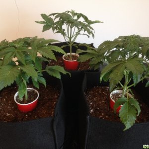 auto grow1