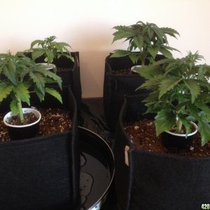 auto grow1