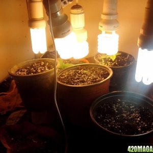 small grow box cfl question