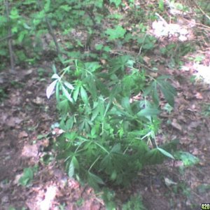 TrainWreck mother clone plants-outdoor