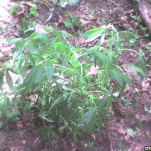 TrainWreck mother clone plants-outdoor