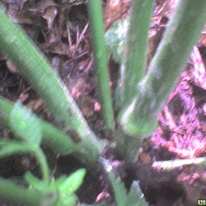 TrainWreck mother clone plants-outdoor