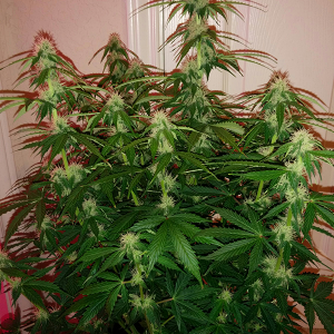 Short Rider Auto Day 48 Pic 2