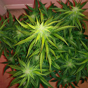 Northern Lights Auto Day 46 - #1 - Pic 1