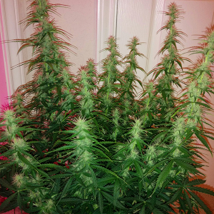 Northern Lights Auto Day 46 - #2 - Pic 2