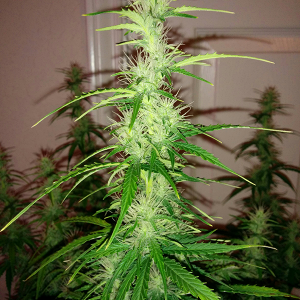 Northern Lights Auto Day 46 - #2 - Pic 3