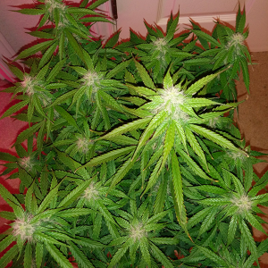 Short Rider Auto Day 51 Pic 1