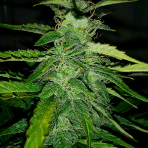 Northern Lights Auto Day 49 - #1 - Pic 3