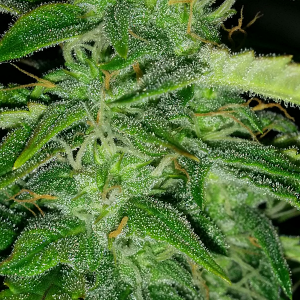 Northern Lights Auto Day 49 - #1 - Pic 4