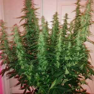 Northern Lights Auto Day 49 - #2 - Pic 2