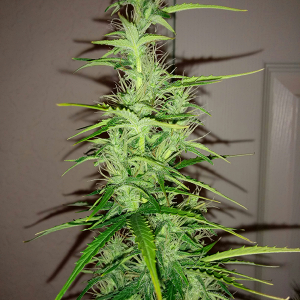 Northern Lights Auto Day 49 - #2 - Pic 3