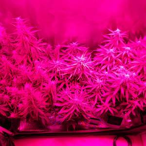 Day 51 SR - Day 49 NL