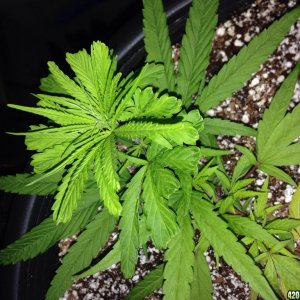 Nitrogen deficiency?