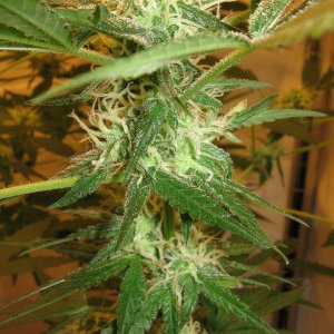 1st grow Day 93, Flower day 47 #3 bud closeup, Lady #1