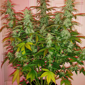 Short Rider Auto Day 56 Pic 2