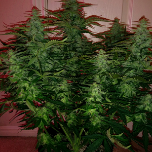 Northern Lights Auto Day 54 - #1 - Pic 2