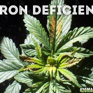 Boron_Deficiency1