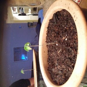 1st Time grow, natural sun indoors