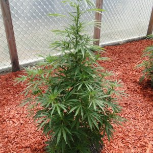 Organic Silver Fox in Veg.-Greenhouse #2