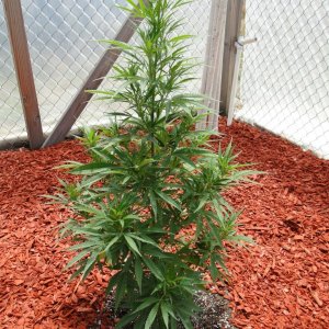 Organic Silver Fox in Veg.-Greenhouse #2