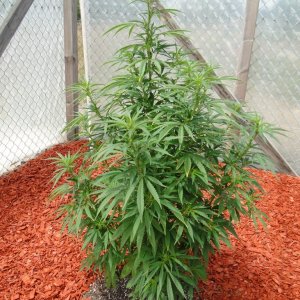 Organic Silver Fox in Veg.-Greenhouse #2