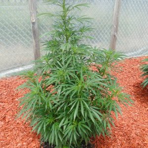 Organic Silver Fox in Veg.-Greenhouse #2