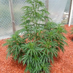 Organic Silver Fox in Veg.-Greenhouse #2