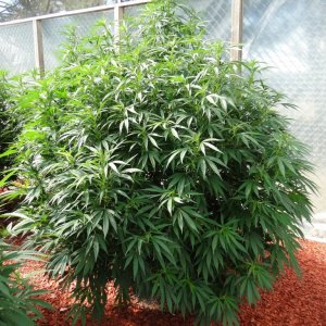 Organic Silver Fox in Veg.-Greenhouse #1