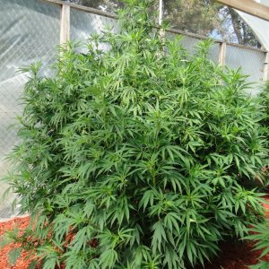 Organic Silver Fox in Veg.-Greenhouse #1