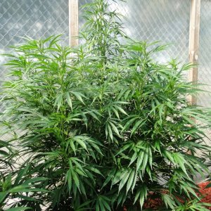 Organic Silver Fox in Veg.-Greenhouse #1