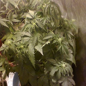 Auto_Sweet_Skunk_-_Day_39_-_28JUN2015