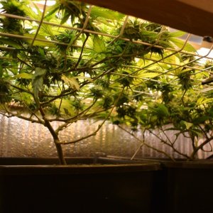 Volksbud CFL closet grow