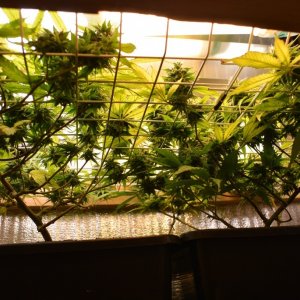 Volksbud CFL closet grow