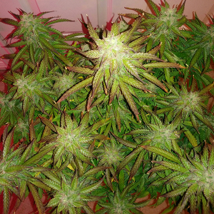 Short Rider Auto Day 62 Pic 1