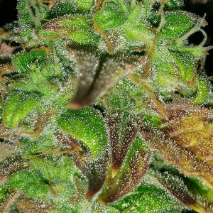 Northern Lights Auto Day 60 - #1 - Pic 4