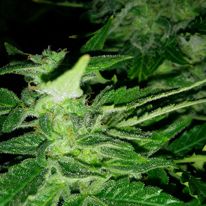 Northern Lights Auto Day 60 - #1 - Pic 5