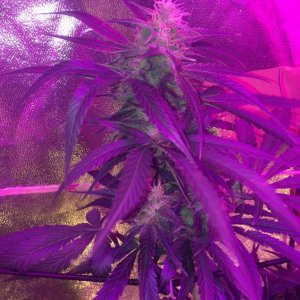 auto ultimmate & xtreme grow