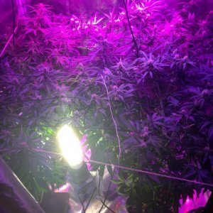 auto ultimmate & xtreme grow