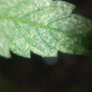 Spider Mites