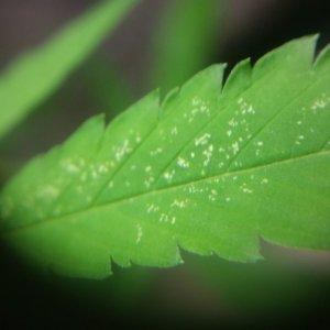 Spider Mites