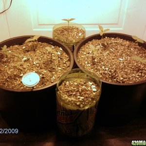 current lowryder grow