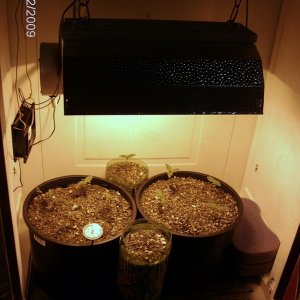 current lowryder grow