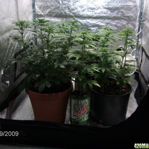 current lowryder grow