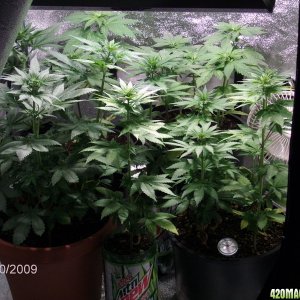 current lowryder grow