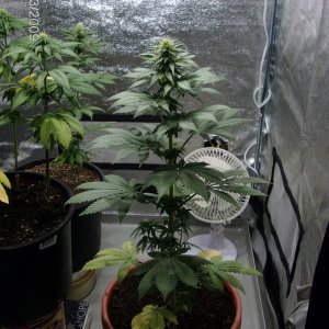 current  lowryder grow