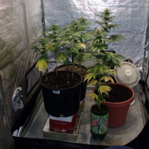 current lowryder grow